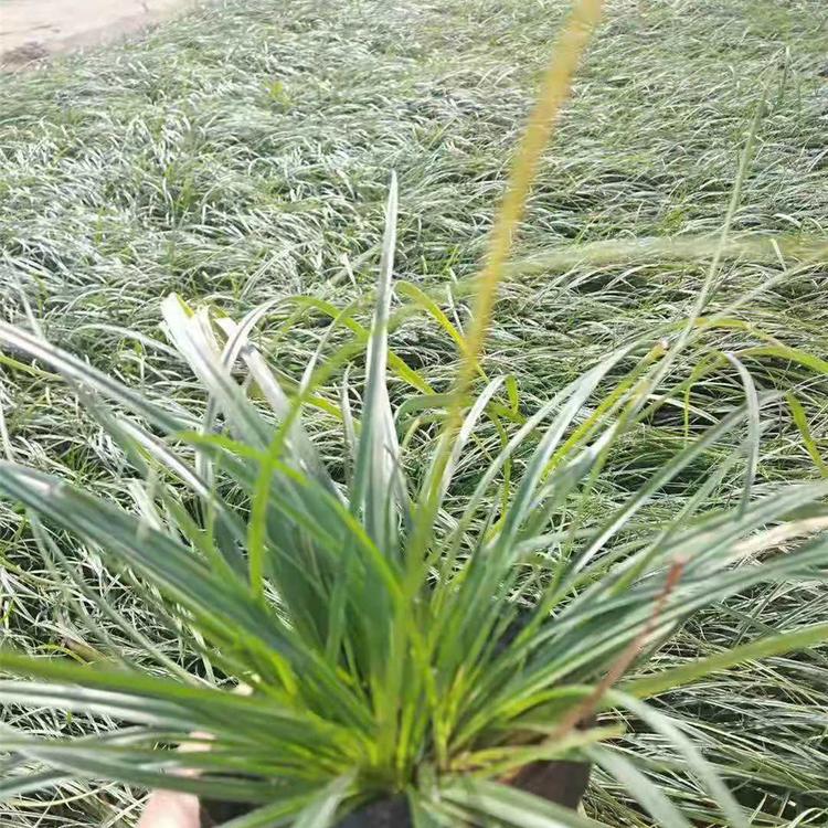 青绿苔草基地 青州地被草花青绿苔草 绿篱专用地被草花青绿苔草