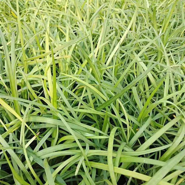 青绿苔草 苗圃基地批发青绿苔草 山东青绿苔草批发
