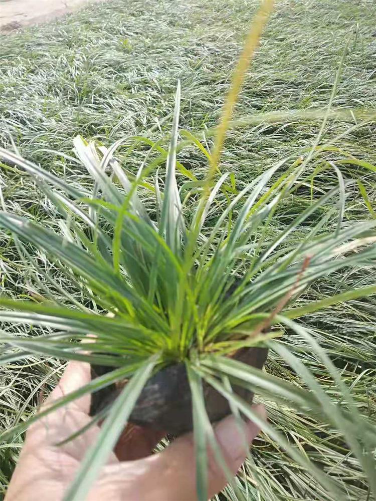 青绿苔草小苗 山东青绿苔草批发 苗圃基地批发青绿苔草小苗