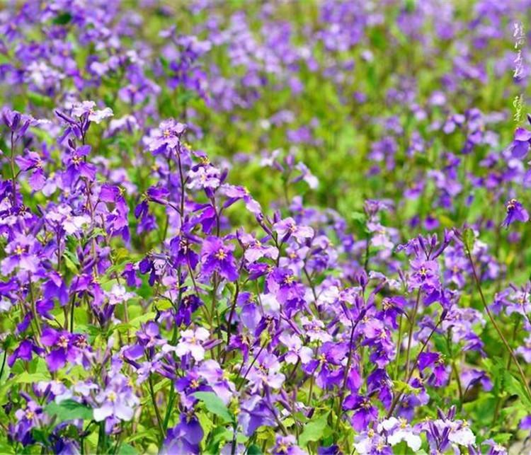 二月兰小苗 青州二月兰种植基地 出售二月兰小苗