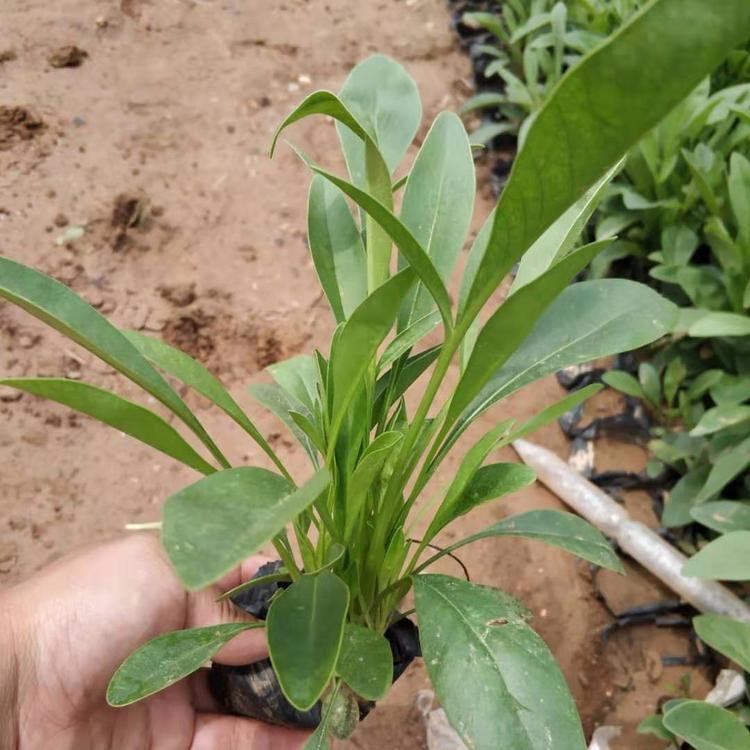 营养杯金鸡菊批发 金鸡菊小苗价格 大花金鸡菊