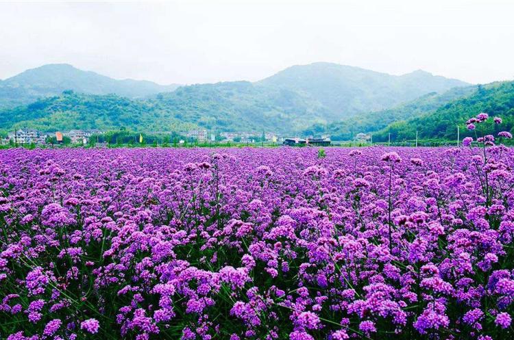 基地供应地被马鞭草 青州地被马鞭草 马鞭草价格