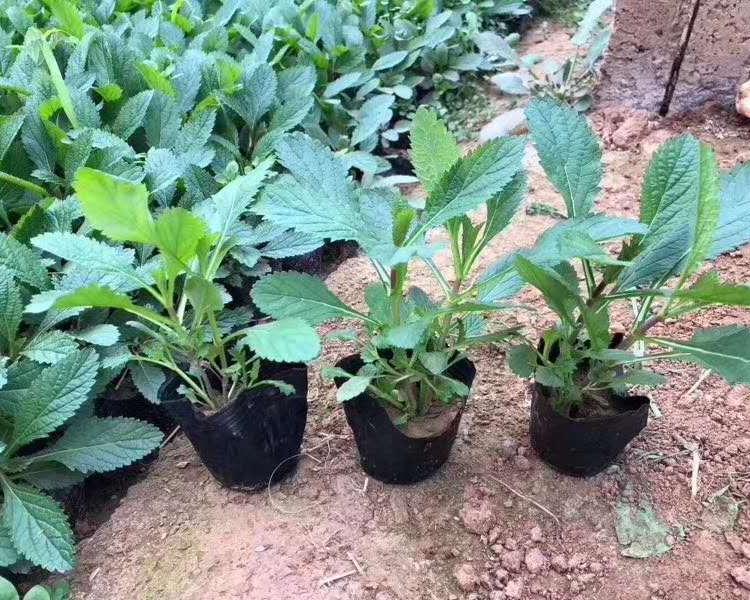 马鞭草 马鞭草价格  基地