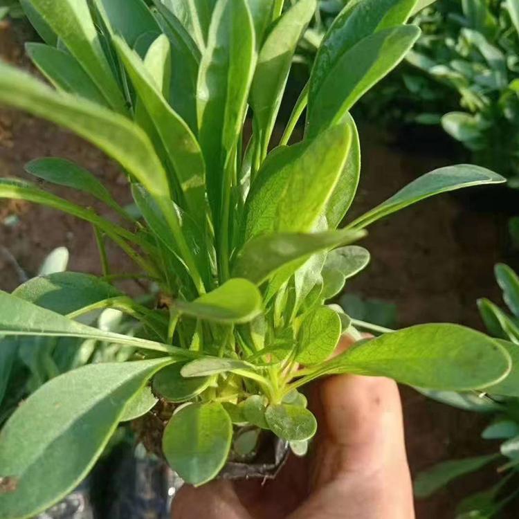 青州大花金鸡菊小苗价格