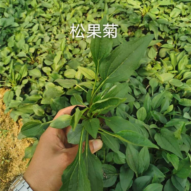 山东松果菊批发 松果菊小苗价格