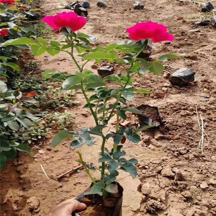 青州红帽子月季批发