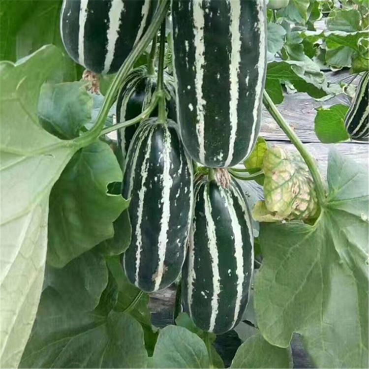 博洋甜瓜种苗 大果型品种 博洋种苗 批发好价