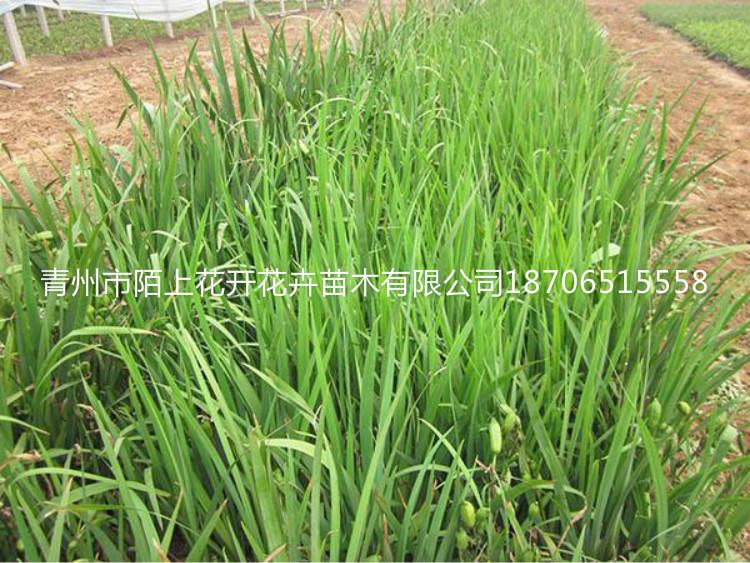 出售马兰   马兰价格   马兰批发