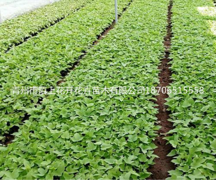 出售金叶薯   金叶薯价格   批发黄金薯金叶薯