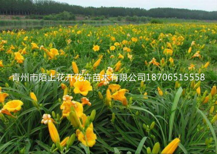 出售金娃娃萱草    金娃娃萱草价格   批发金娃娃萱草