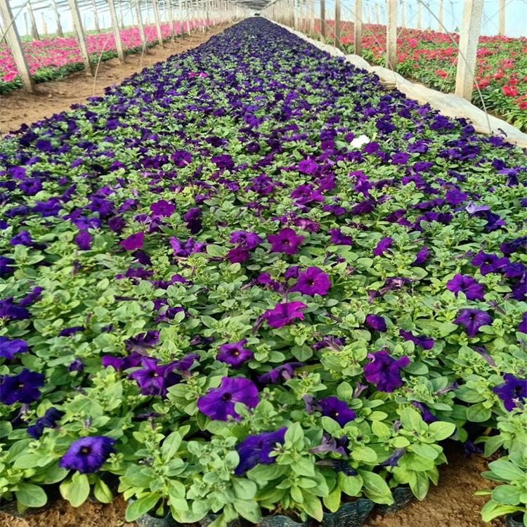 承玉花卉苗圃直供垂吊矮牵牛时令草花种苗