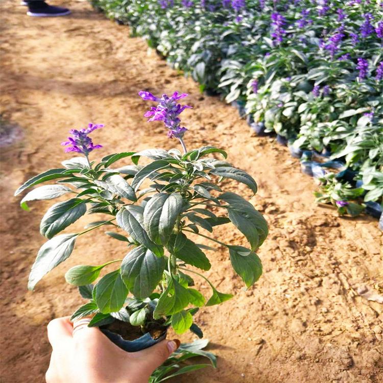绿化苗木工程用苗鼠尾草花海新品种草花