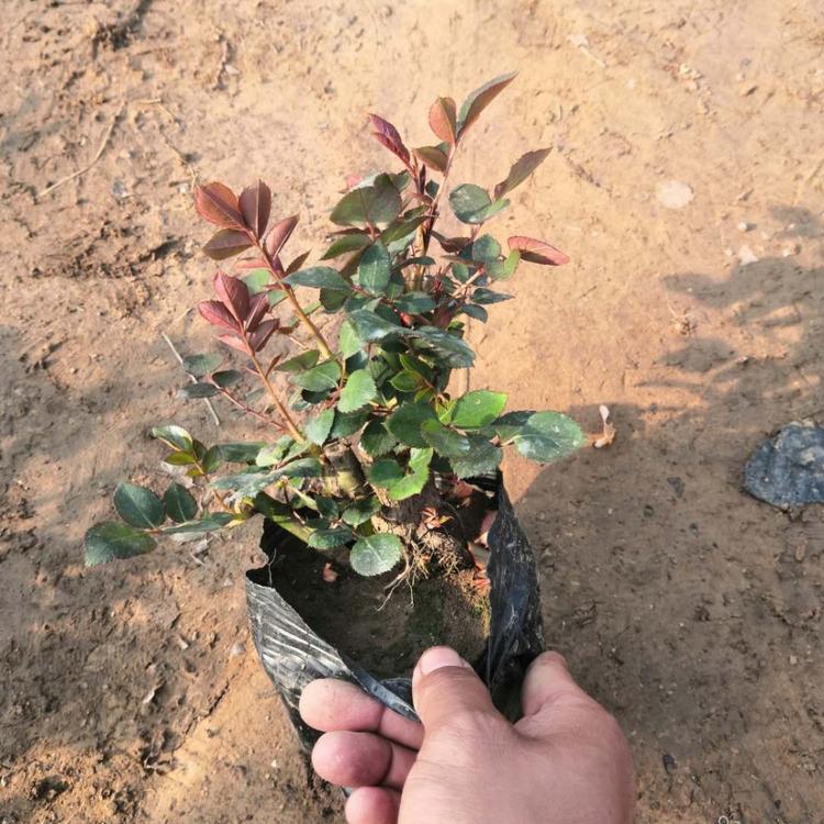 月季价格 月季种植基地 杯苗月季价格 营养钵月季