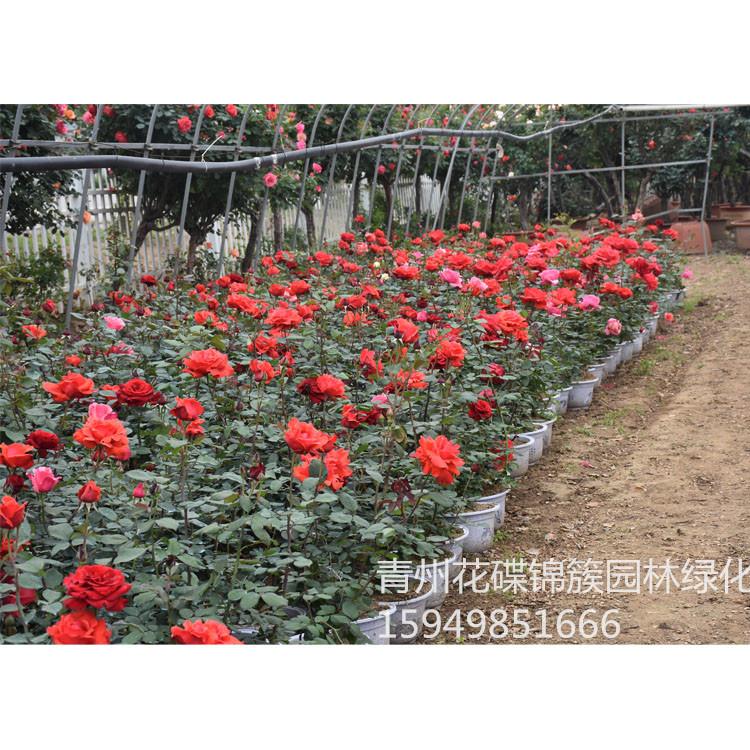 月季树批发.月季树基地月季树