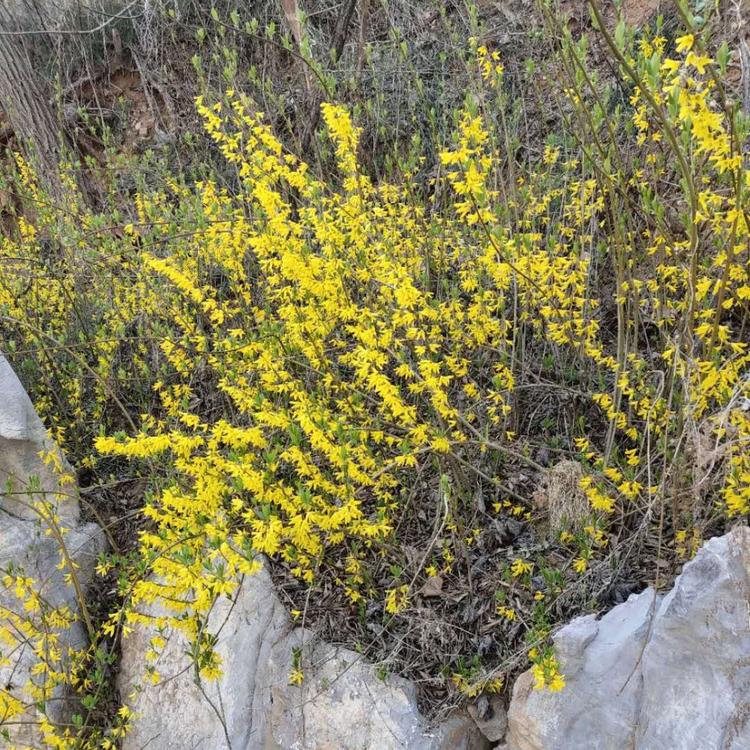 绿化连翘种植基地