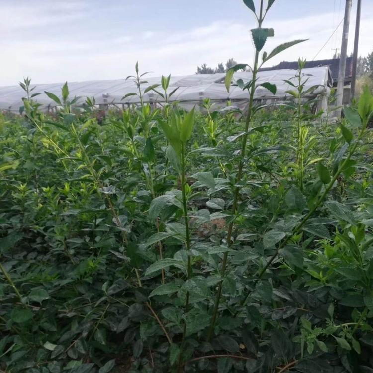 大棵连翘价格 连翘基地