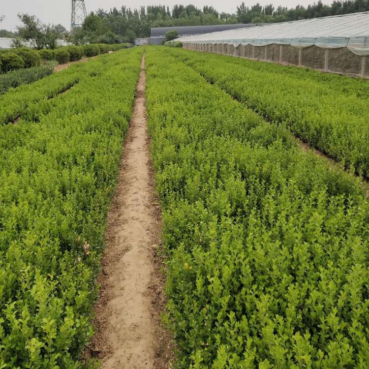山东瓜子黄杨基地