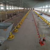 禽用设施 鸡鸭 养殖水线料线定制生产恒善设备公司厂家直销