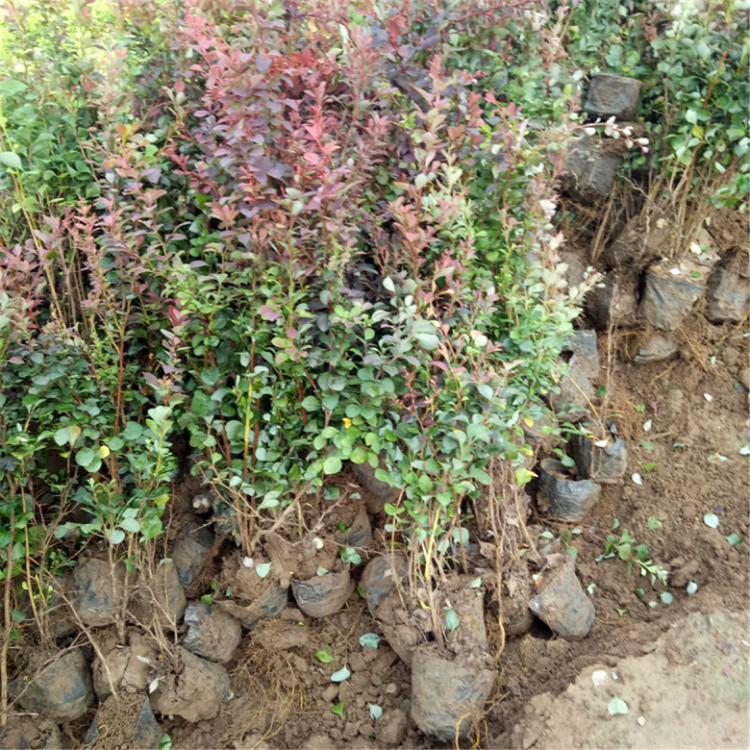 红叶小檗种植基地 红叶小檗 基地供应