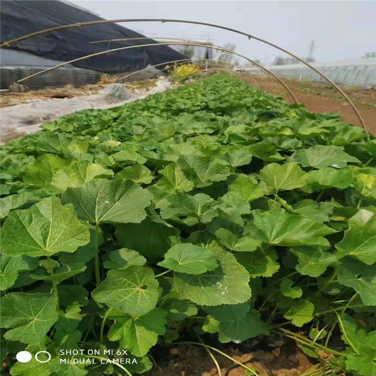 青州蜀葵批发 蜀葵小苗价格