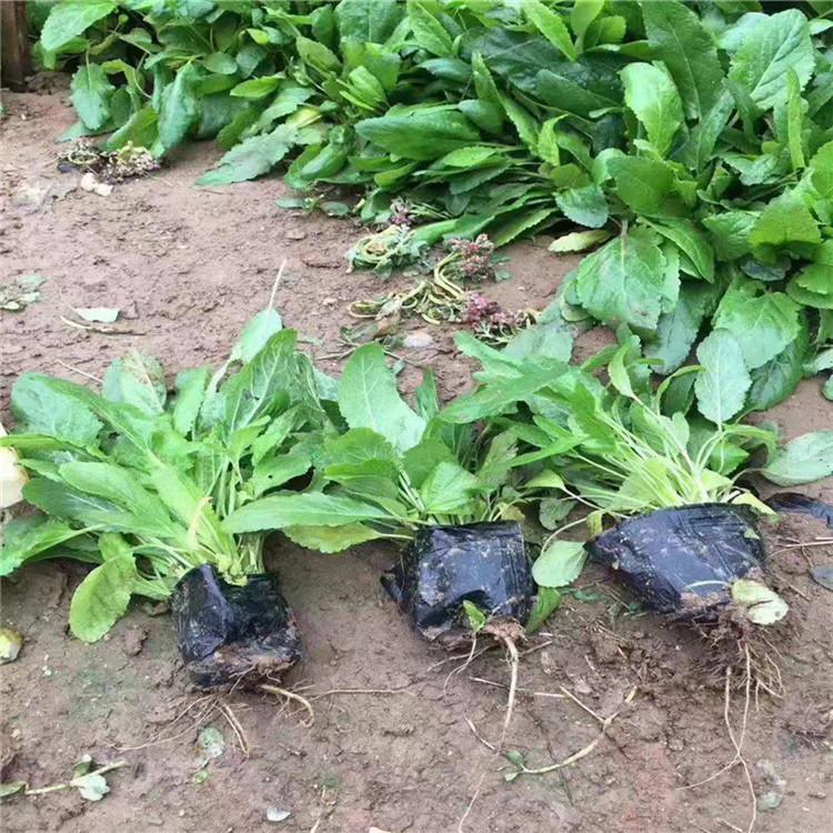鼠尾草小苗批发 鼠尾草价格 青州鼠尾草基地