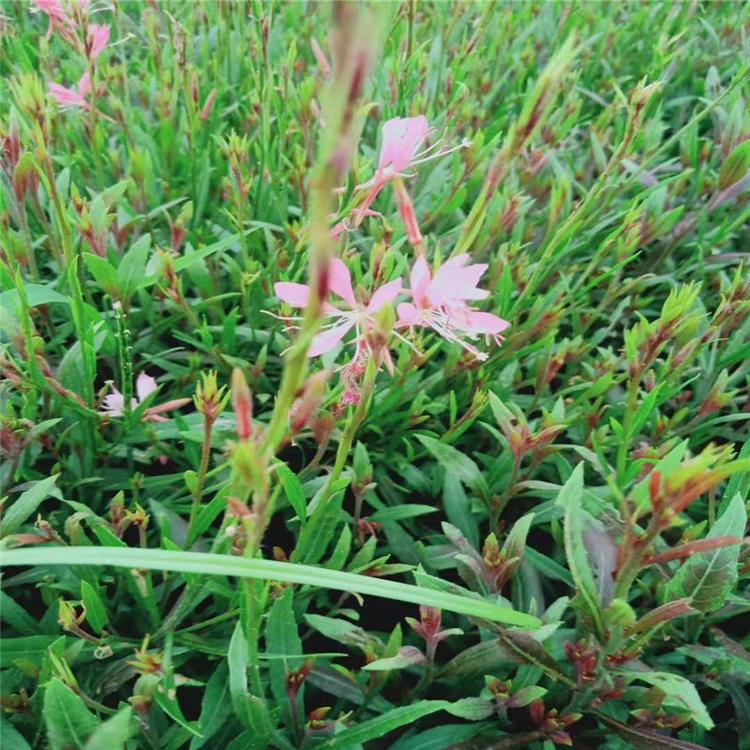 山桃草小苗批发 山桃草价格 青州山桃草基地