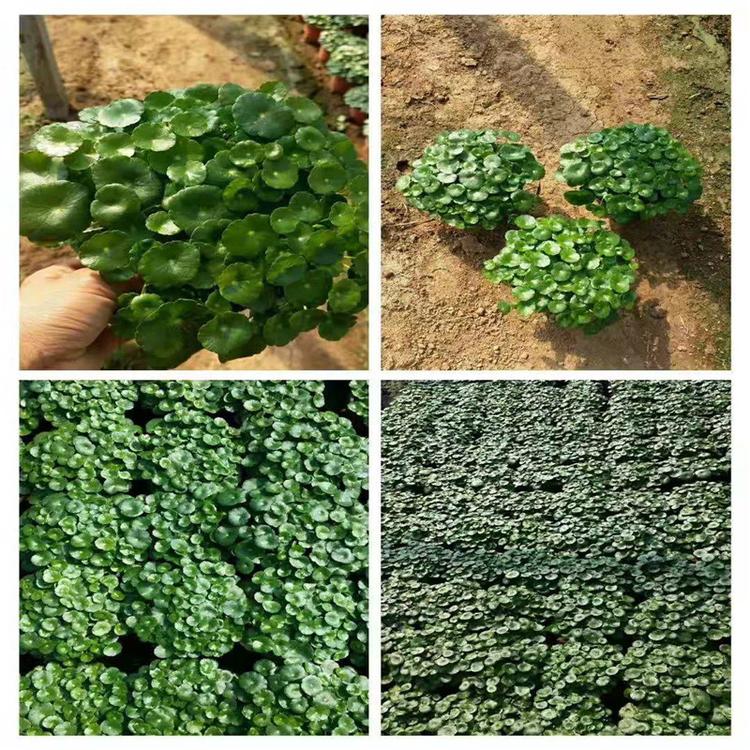 铜钱草批发 铜钱草价格 铜钱草种植基地