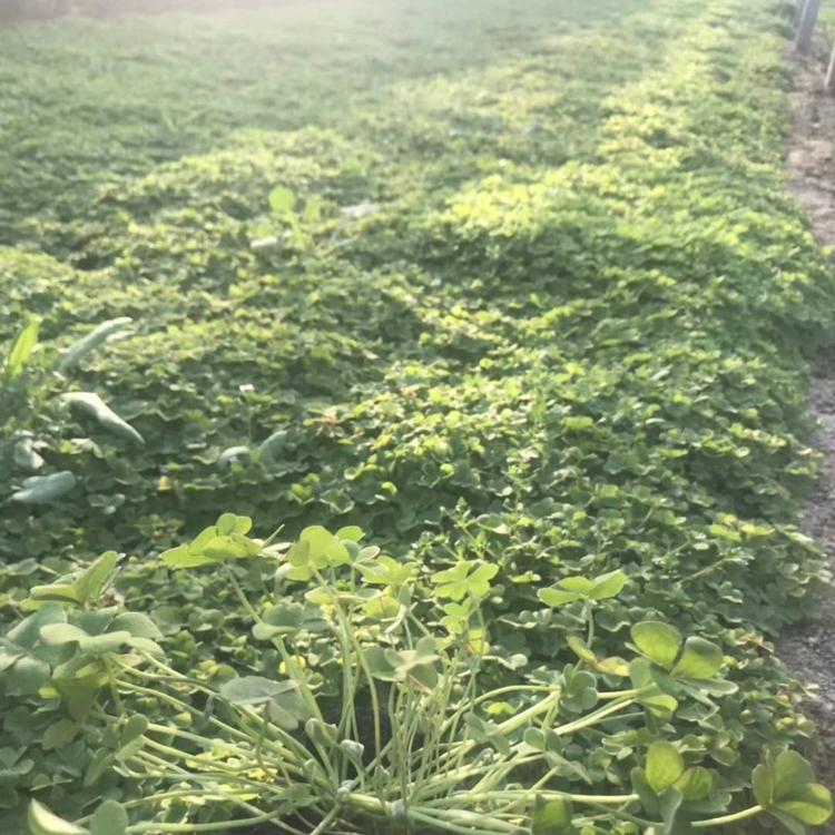 红花醡浆草基地红花醡浆草批发