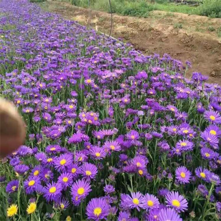 青州紫菀批发 紫菀小苗价格