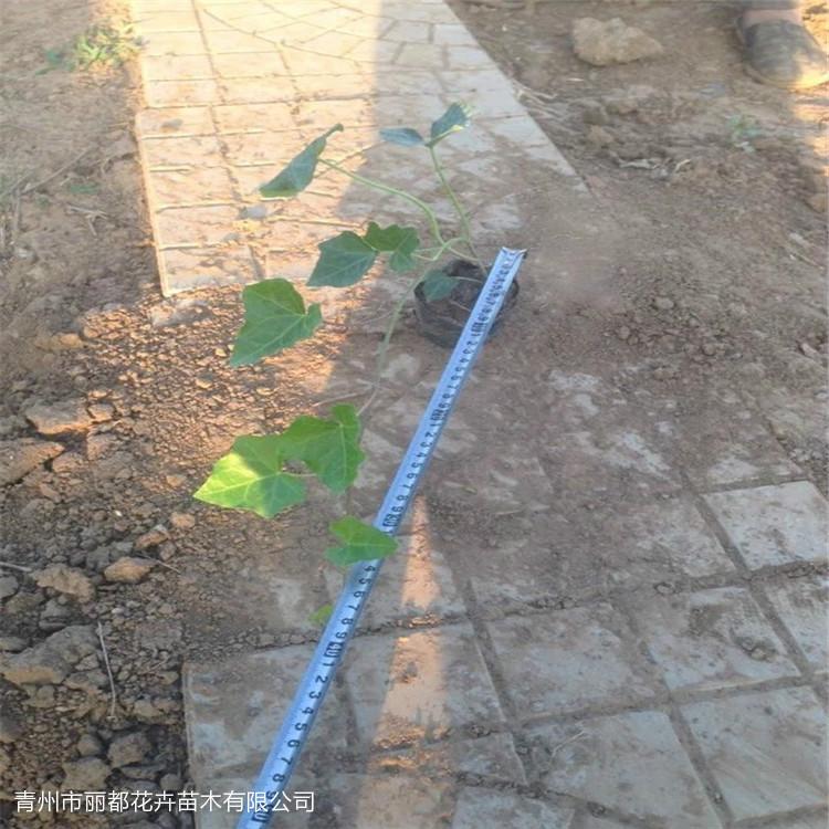 常春藤 常春藤价格 常春藤批发-丽都花卉