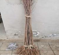 黄栌价格 黄栌 青州黄栌