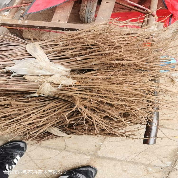 黄栌小苗 黄栌图片 荒山绿化