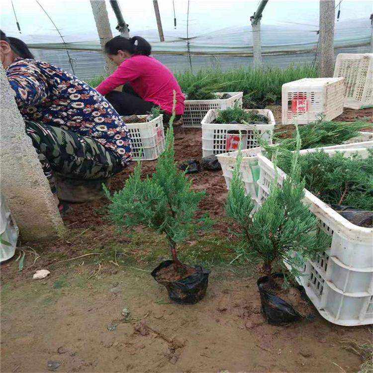 龙柏批发 小龙柏价格
