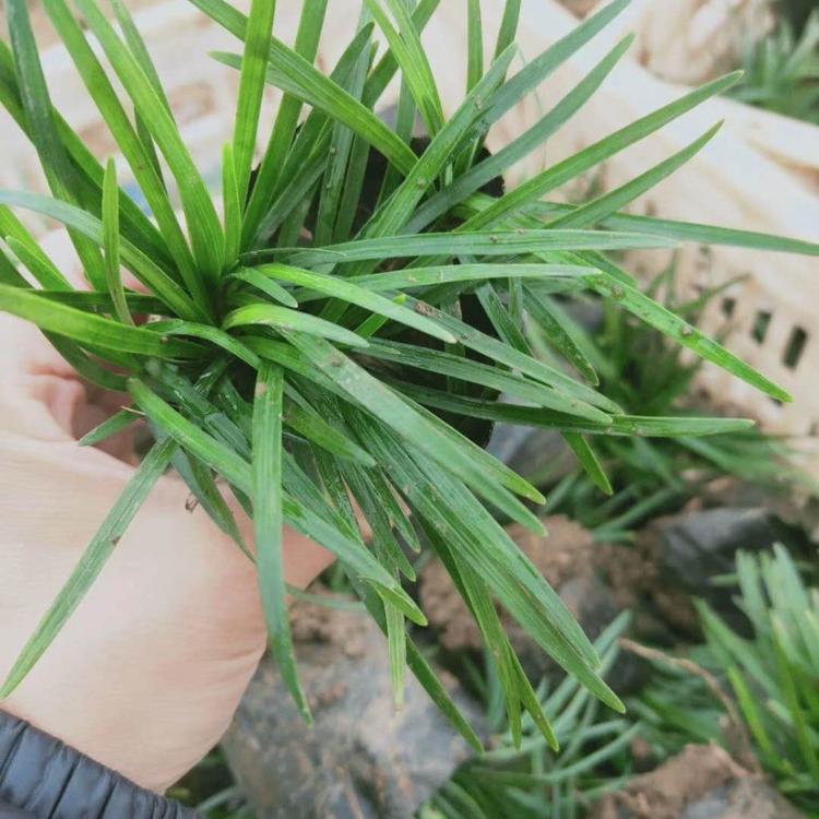 日本矮麦冬（玉龙草）基地供应日本矮麦冬（玉龙草）批发