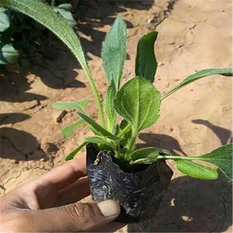 黑心菊种苗 黑心菊批发基地