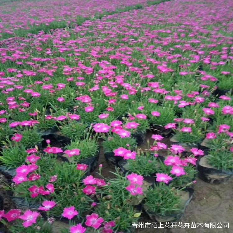 青州欧石竹  欧石竹批发  欧石竹价格