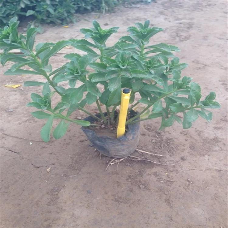三七景天小苗 三七景天批发基地
