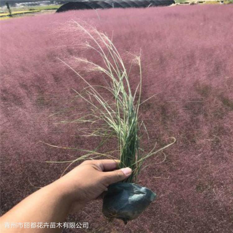 粉黛乱子草小苗批发
