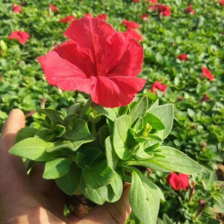 牵牛花种植基地 牵牛花价格 矮牵牛价格 杯苗牵牛花