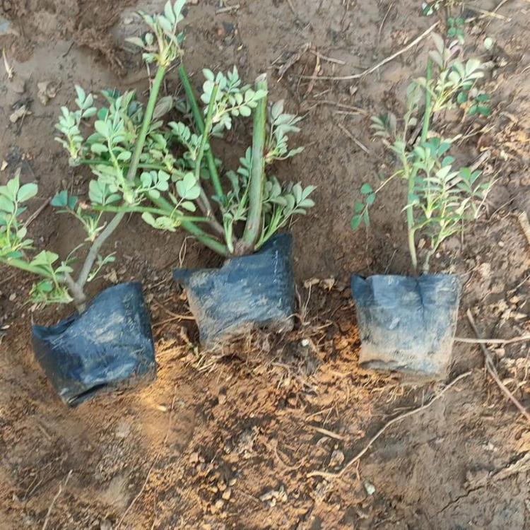 蔷薇种植基地 蔷薇价格 大花蔷薇价格 杯苗蔷薇