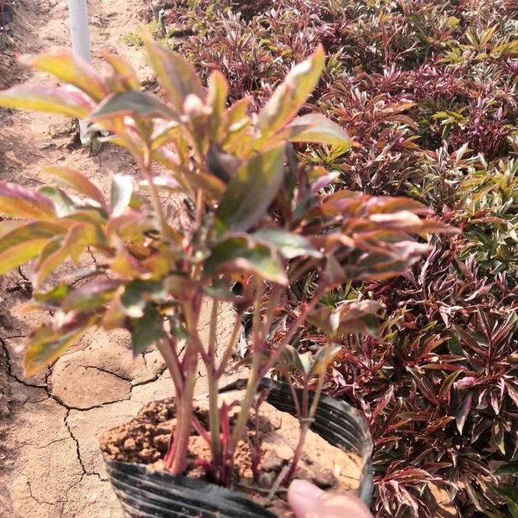 绿化芍药基地 芍药价格 杯苗芍药价格