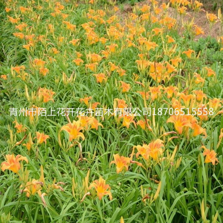 青州大花萱草 大花萱草批发 大花萱草价格