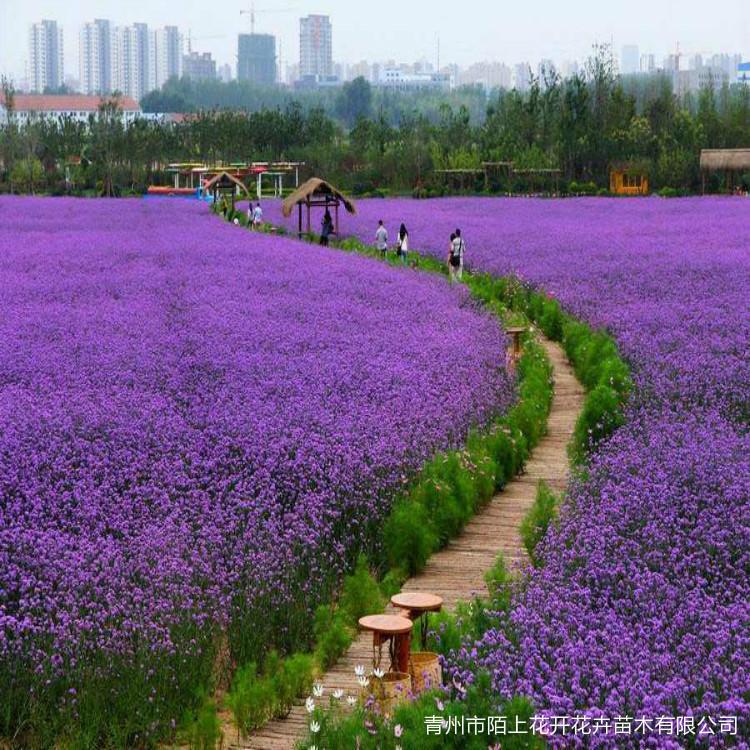 马鞭草  马鞭草小苗   马鞭草价格   马鞭草种植基地