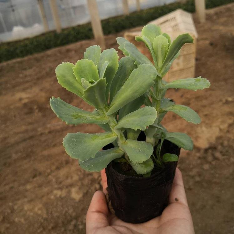 天津直售价格实惠大花萱草盆栽用苗