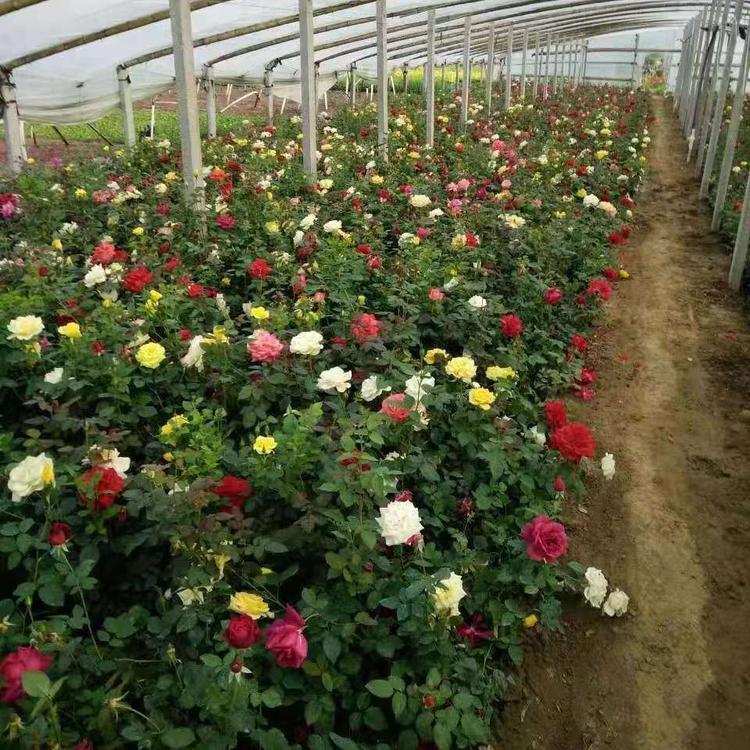 大花月季   丰花月季      红帽月季价格优数量大   欢迎采购