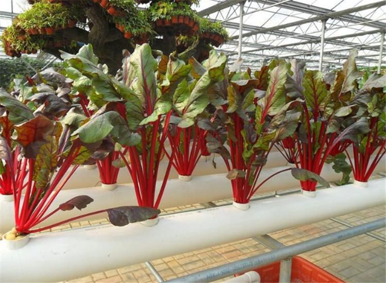 厂家直销无土栽培水培设施 DFT/NFT深液流水培模式 农业专用设备