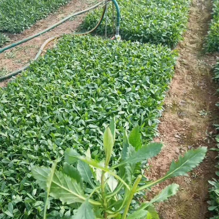 花海用苗马鞭草 青州马鞭草基地 开春预定苗花海用苗马鞭草