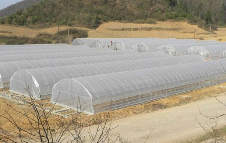 农用单拱薄膜温室大棚厂家 全新料高透明塑料棚