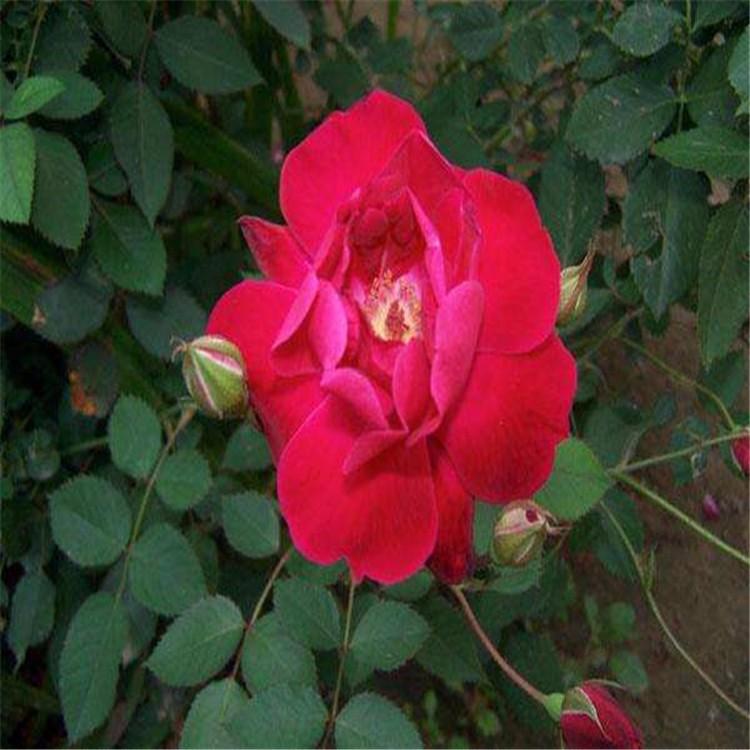 月季花苗 月季小苗批发 绿化苗木 丰花月季价格