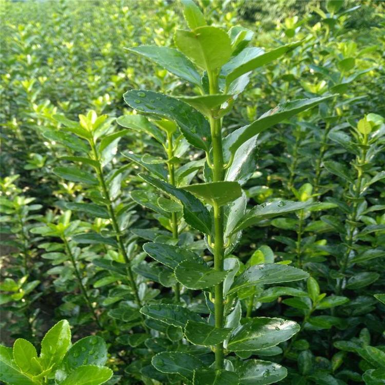 大量批发冬青树  冬青苗子  价格从优 欢迎订购